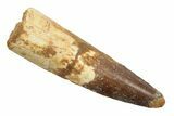 Fossil Spinosaurus Tooth - Real Dinosaur Tootth #246866-1